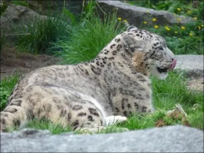J'habite sur les hauts plateaux rocheux de l'Himalaya, entre 3 000 et 6 000 mètres d'altitude, l'été. En hiver, je descends à 2 000 mètres. Le plus agile des félins, je fais des bonds de 3 à 4 mètres de haut. Mon épaisse fourrure me protège du froid. On m'appelle aussi "once" !