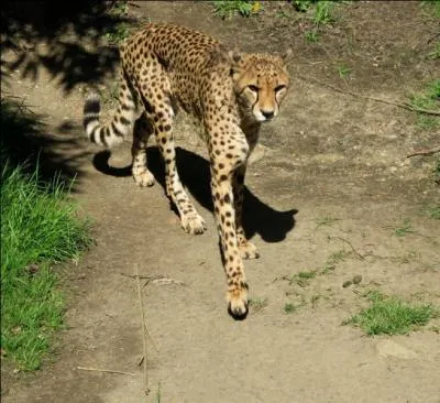 Je suis le meilleur sprinter du monde animal (jusqu'à 110 km/h).