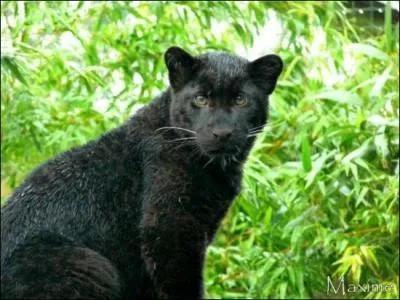 Mammifère carnassier d'Asie, je fais partie des félins. En fait, je suis un léopard au pelage sombre !