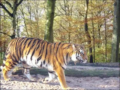 Pourtant hôte des jungles et des forêts, je ne grimpe pas aux arbres mais nage à merveille. Ma fourrure rayée de noir vous donnera mon nom !