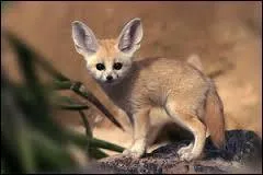 Quel est ce félin ?