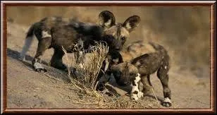 Quels sont ces adorables petits félins ?