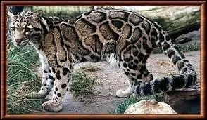 Comment appelle-t-on cette jolie panthère ?