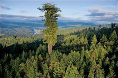 Quel est l'arbre le plus grand du monde ?