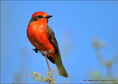Bourre de matière textile préparée pour garnir les doublures de vêtement et pour rembourrer les sièges :