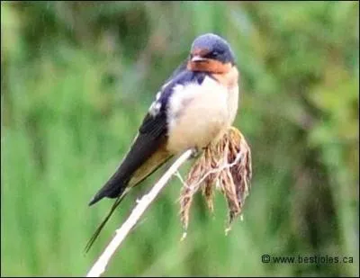 Indique l'approbation en réponse à une question :