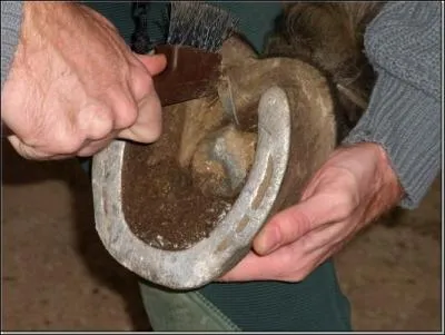Quand doit-on curer les sabots de son cheval ?
