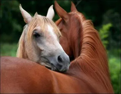 Comment les chevaux font-ils pour s'accoupler ?