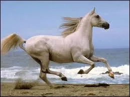 Que signifie robe pour un cheval ?
