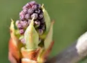 Quiz Des bourgeons