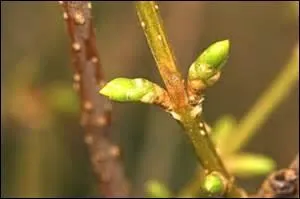 Dès février, cet arbuste illumine nos jardins de tous ses éclats de soleil.
