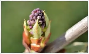 Des jonquilles aux derniers ----.
