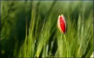 Pour n'aimer que ça faut être idiot.