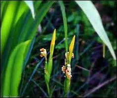 Majestueux, élancés ou plus modestes, au bord de l'eau, en terre des garrigues, on en trouve de multiples variétés.