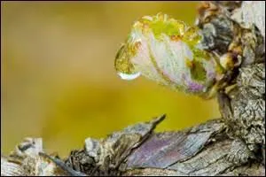 Le plus beau des bourgeons de feuille dont vous vous ferez une parure plus tard !