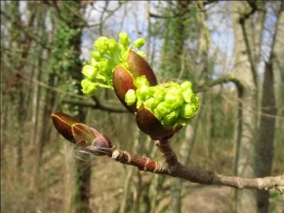 Il porte des couleurs flamboyantes en automne et il symbolise 58 ans d'union passionnée.