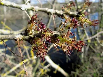 Ses samares sont appelées langues d'oiseaux.