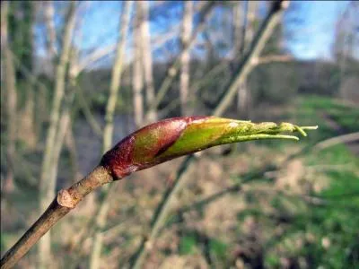 Il peut être d'un port élancé, tremble, ou comme le ------ avec une branchaison très irrégulière.