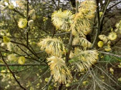 De jolis chatons en forme de plumets lors d'une étape de la floraison, ceux du ------.
