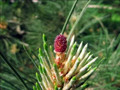 Est-ce une pomme de pin sylvestre ?