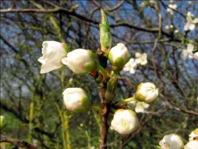 L'autre nom de l'épine noire est le prunellier.
