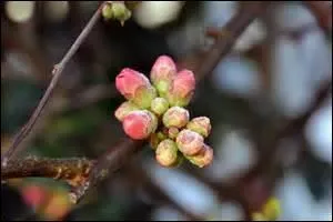 Parfois du Japon ; sa floraison arrivant avant les feuilles est rutilante.