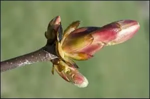 Nous verrons bien plus tard l'éclosion de magnifiques fleurs roses ou blanches et toujours odorantes ; pour l'instant le bourgeon de feuille est recouvert de résine protectrice.