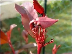 Les couleurs des feuilles persistantes de cet arbuste vont évoluer au fil des saisons ; ses fleurs odorantes forment de jolies grappes blanches.