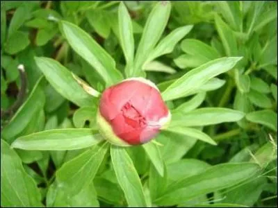 Elle est la fleur par excellence du dieu Péon.
