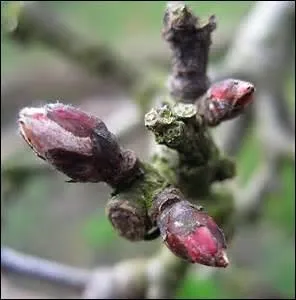« Les vaches rousses, blanches et noires 
Sur lesquelles tombe la pluie 
Et les [...] blancs made in Normandie 
Une mare avec des canards 
Des ------ dans la prairie 
Et le bon cidre doux made in Normandie.».
Complétez en place des tirets, non à l'intérieur des crochets.