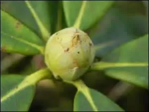 Quel est ce bourgeon ?