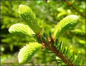 Est-ce un bourgeon de sapin ou une pomme de pin en devenir ?