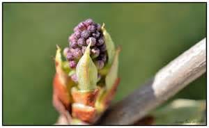 Quiz Plantes