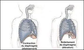 Lors d'une inspiration abdominale, notre diaphragme 