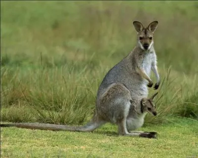 Où trouve-t-on cet animal ?