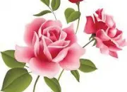 Quiz Autour du mot 'rose'