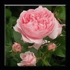 Qui a écrit une nouvelle qui s'appelle "Rose" parue en 1884 ?