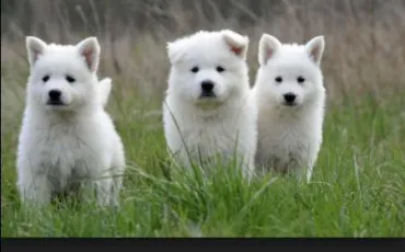 Quiz Races de chiens