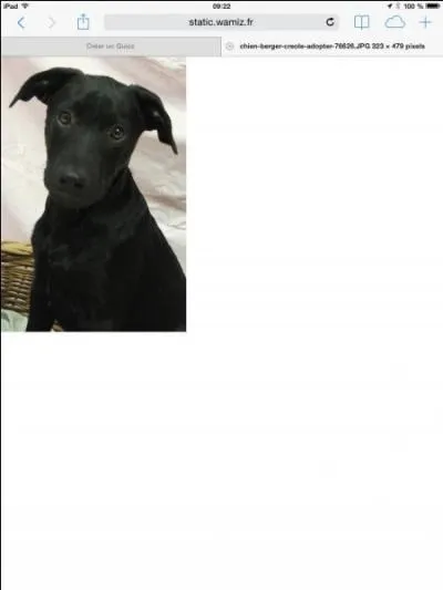 Quelle est cette race de chien ?