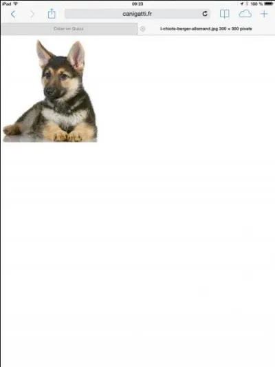 Quelle est cette race de chien ?