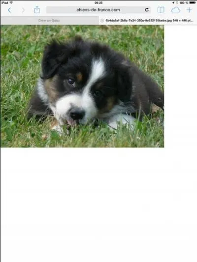 Quelle est cette race de chien ?