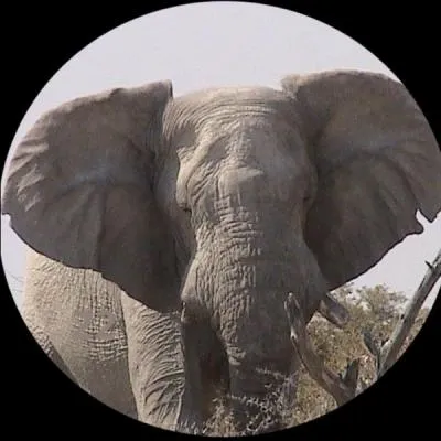 Quelle est la durée de gestation de l'éléphante ?