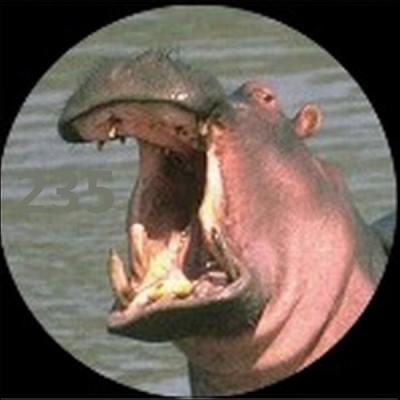 Quelle est la durée de gestation de l'hippopotame ?