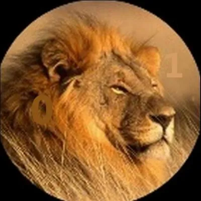 Quelle quantité de viande journalière un lion a-t-il besoin ?