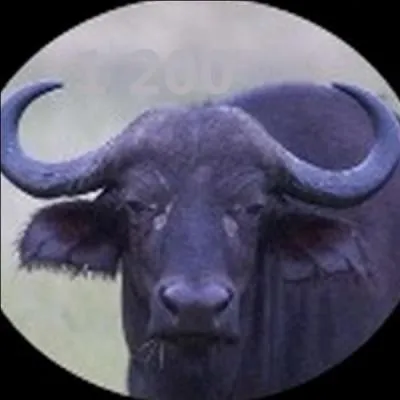 Quel poids peut peser un buffle du cap ?