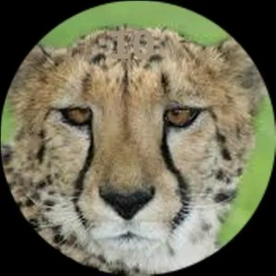Combien de jours un guépard peut-il rester sans boire ?
