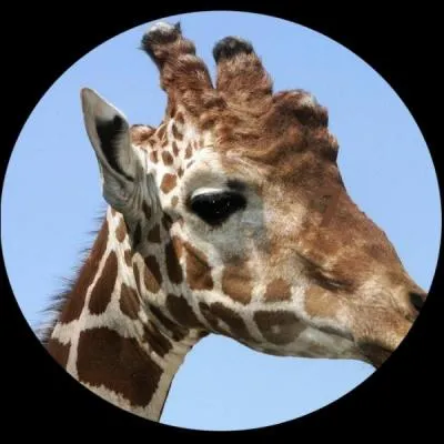 Combien de vertèbres cervicales la girafe possède-t-elle ?