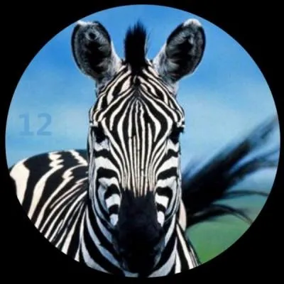 Quelle est la durée de gestation du zèbre ?