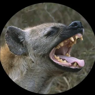 Quelle est la durée de vie moyenne d'une hyène tachetée ?