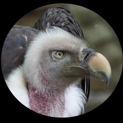 Combien d'ufs la femelle pond-elle chaque année ?